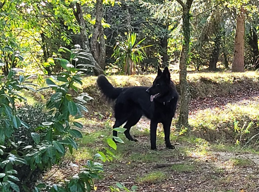 Tara Sous Le Chêne Aux Chouettes