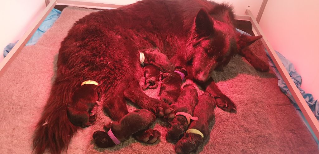 chiot Berger Allemand Poil Long Sous Le Chêne Aux Chouettes