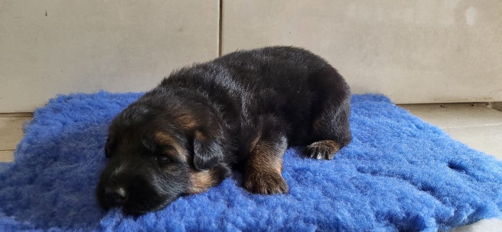 Sous Le Chêne Aux Chouettes - Chiots disponibles - Berger Allemand Poil Long