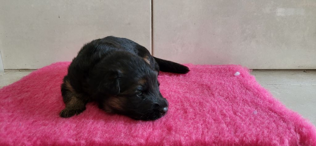 Sous Le Chêne Aux Chouettes - Chiots disponibles - Berger Allemand Poil Long