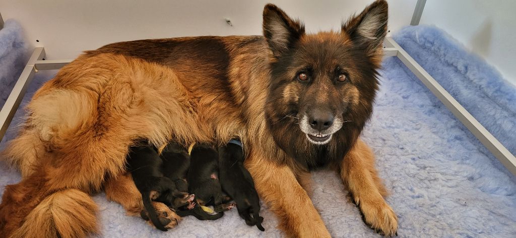Sous Le Chêne Aux Chouettes - Chiots disponibles - Berger Allemand Poil Long