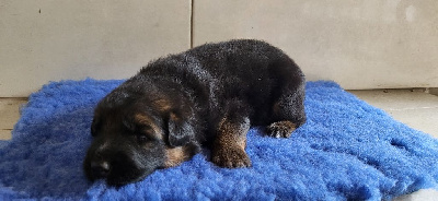 CHIOT