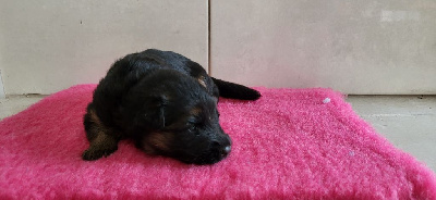 CHIOT