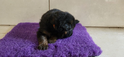 CHIOT