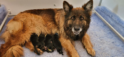 CHIOT
