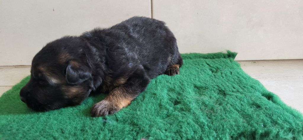 Sous Le Chêne Aux Chouettes - Chiots disponibles - Berger Allemand Poil Long