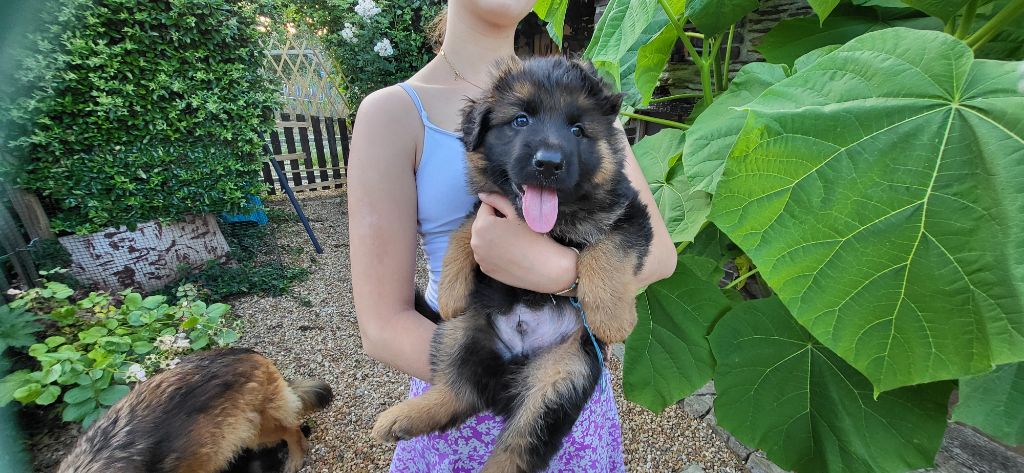 Sous Le Chêne Aux Chouettes - Chiots disponibles - Berger Allemand Poil Long